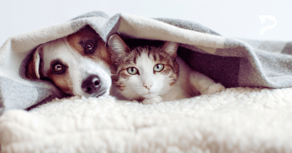 Tártaro e mau hálito de cães e gatos Como resolver