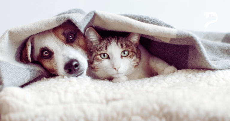 Tártaro e mau hálito de cães e gatos Como resolver